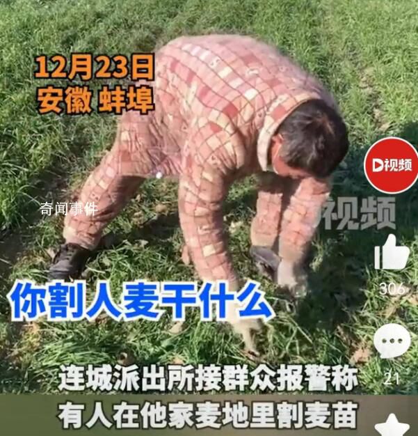 男子偷割他人麥苗喂羊 經民警批評教育男子認識到其錯誤行為