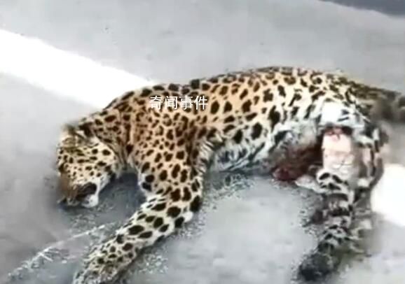 寧夏一公路旁發(fā)現(xiàn)野生華北豹尸體 是不是被車碰撞正在調(diào)查