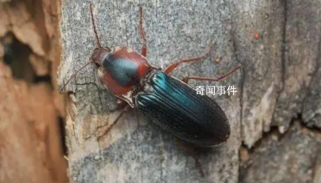 四川發現甲蟲新物種 初判是一個金叩甲的物種