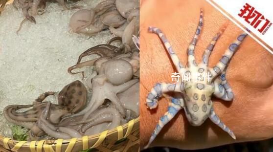涮火鍋發(fā)現藍環(huán)章魚?研究人員回應