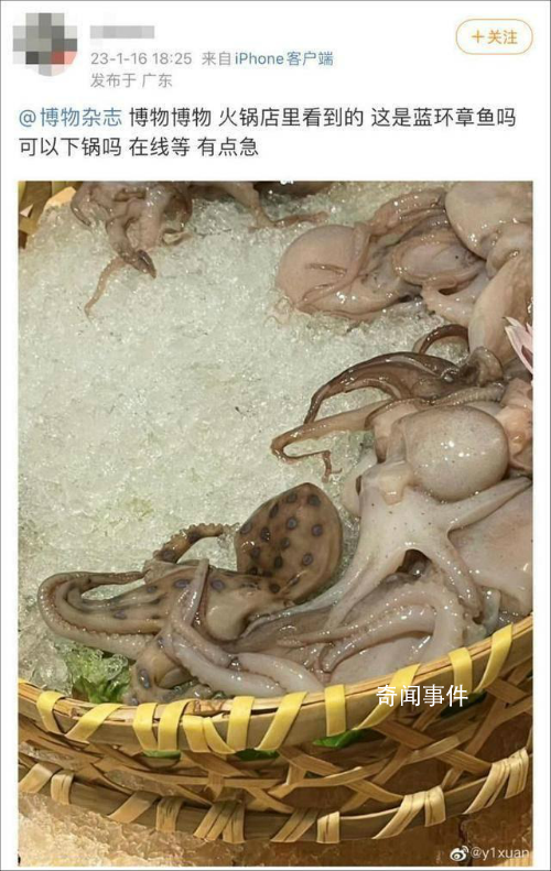 網友稱吃火鍋遇劇毒藍環(huán)章魚 好在該網友表示并沒有吃