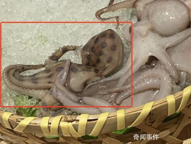 藍環(huán)章魚毒性是眼鏡蛇的50倍 毒性強發(fā)作快傷員治療難度大