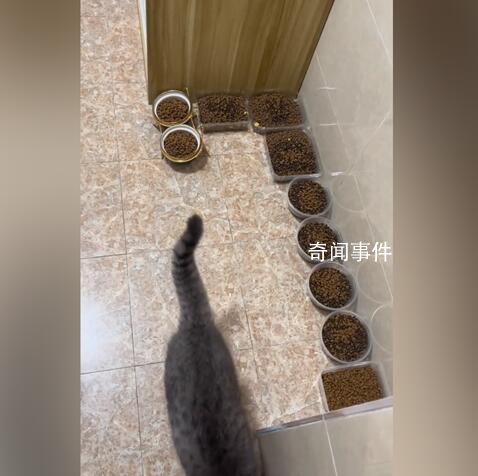 主人離家10天給貓備10碗糧17碗水 留守喵惹人憐愛(ài)