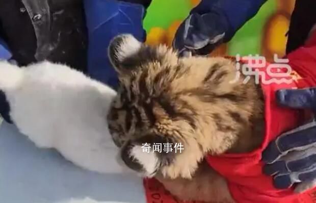 動物園辦虎兔交接兔子差點(diǎn)被加餐 突如其來的變故讓現(xiàn)場工作人員嚇了一跳