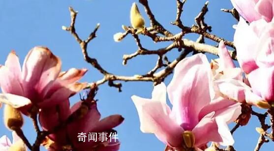 2023年第一批春花開(kāi)了 春節(jié)看春花奔赴向未來(lái)