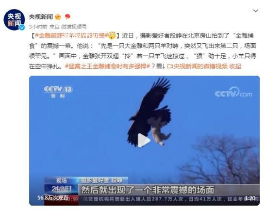 金雕展翅抓羊場(chǎng)面超震撼 小羊只得在空中掙扎