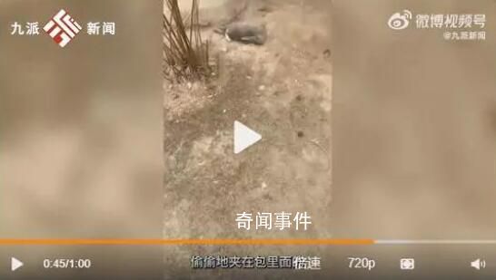 游客偷帶食物喂兔子致大批死亡 有的游客會喂壞了的菜葉給兔子