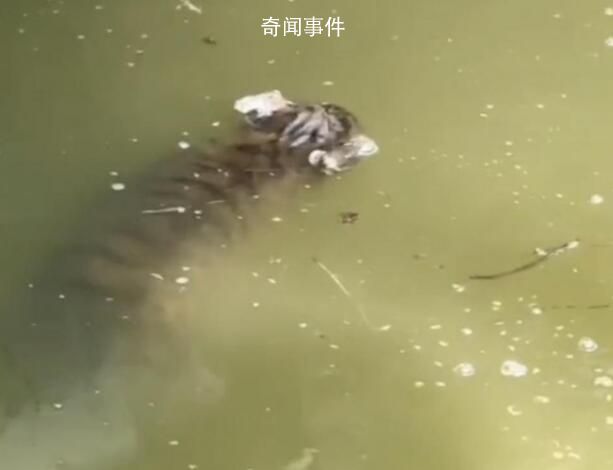 上海動物園回應網(wǎng)傳幼虎溺亡 具體情況還在調(diào)查中
