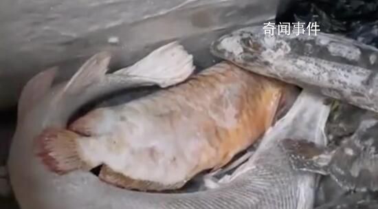 男子囤7冰柜養(yǎng)死的名貴魚價值百萬 死了的魚不舍得扔就會放冰柜中