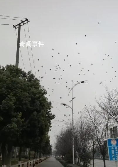 成都現(xiàn)飛鳥(niǎo)撞樹(shù)現(xiàn)象 網(wǎng)友疑災(zāi)害前兆