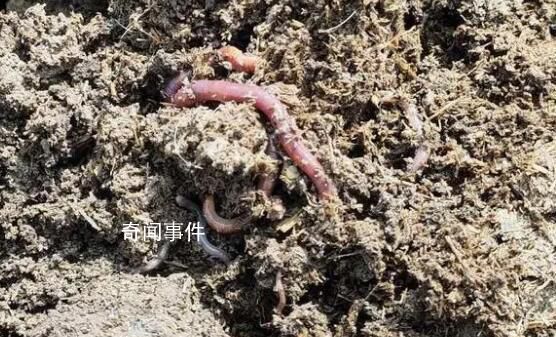 中央一號文件為何提打擊電捕蚯蚓 電蚯生意一度火熱多地出臺保護法規(guī)