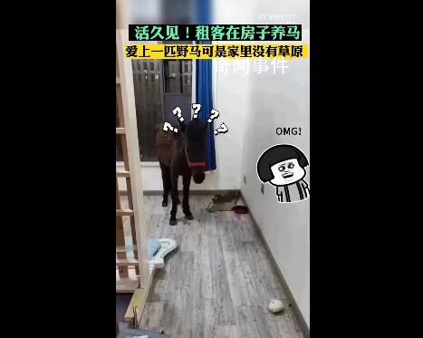 租客跟房東說養(yǎng)寵物結(jié)果是匹馬 讓人大跌眼鏡