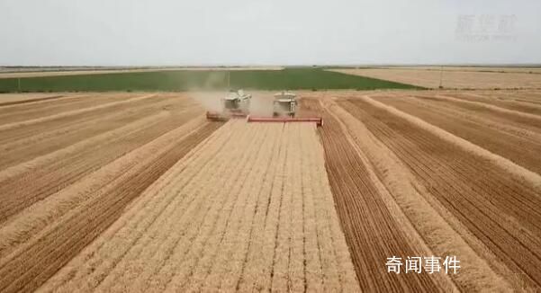 用中國(guó)種子保障中國(guó)糧食安全 種子是現(xiàn)代農(nóng)業(yè)的芯片