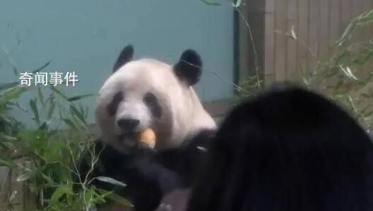 旅日大熊貓香香明日回國 與飼養員一起乘坐專機飛往中國