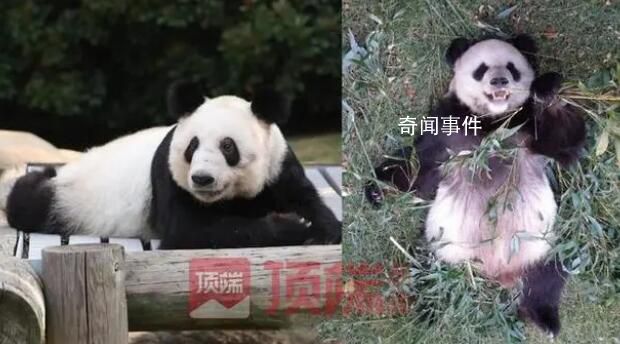 已有專家赴美照看大熊貓丫丫 網(wǎng)友呼吁盡早接回國(guó)