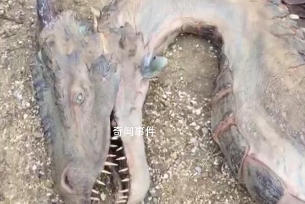長江真龍萬人圍觀 長江真龍事件是真的嗎 實(shí)為鎮(zhèn)長江水患的巨人