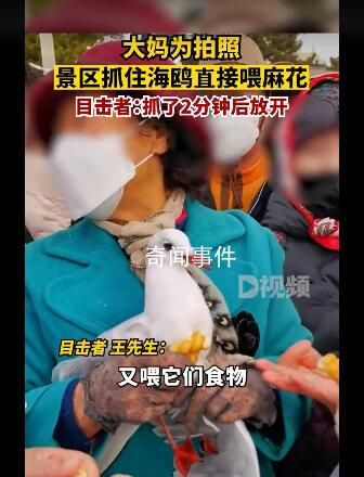 大媽為拍照景區(qū)抓住海鷗喂麻花 目擊者：抓了2分鐘后放開