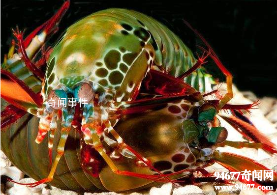 世界十大奇特的海洋動(dòng)物 怎么會(huì)有這么神奇的動(dòng)物