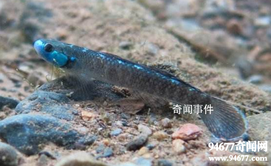 世界十大奇特的海洋動物 怎么會有這么神奇的動物