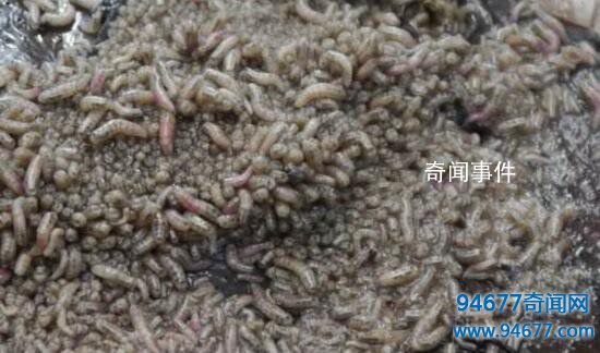 全球五大最驚悚的尸體農場 尸體農場恐怖照片