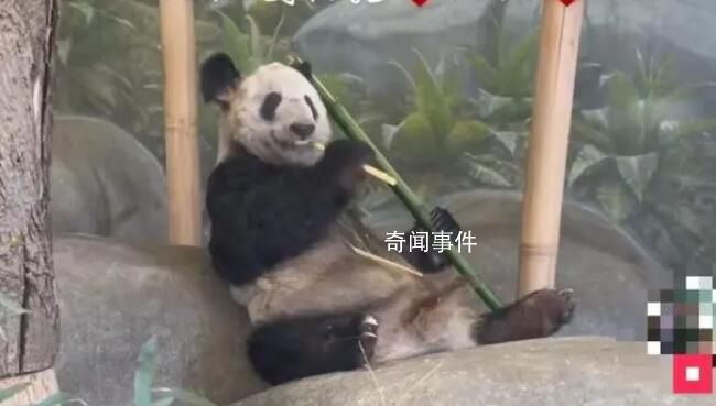 北京動物園已為丫丫備好飼養員 已做好準備迎接大熊貓丫丫