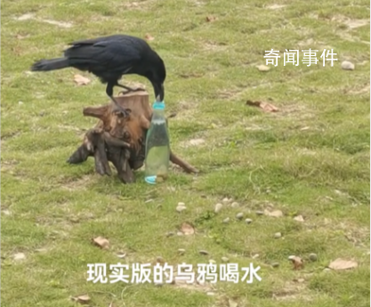 網(wǎng)友拍到現(xiàn)實(shí)版“烏鴉喝水” 伊索寓言誠(chéng)不欺我