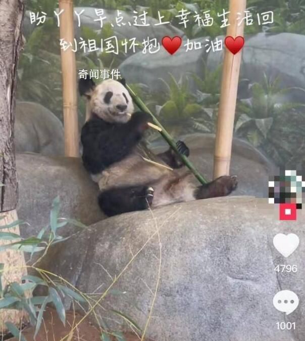大熊貓為什么近期扎堆回國(guó)?