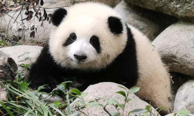 “熊貓和花”已被注冊商標 當前商標狀態多為注冊申請中