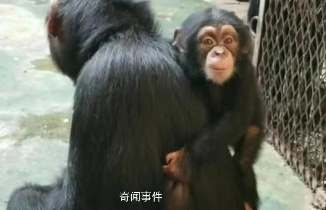 濟(jì)南動(dòng)物園小黑猩猩柒仔去世 初判系突發(fā)疾病