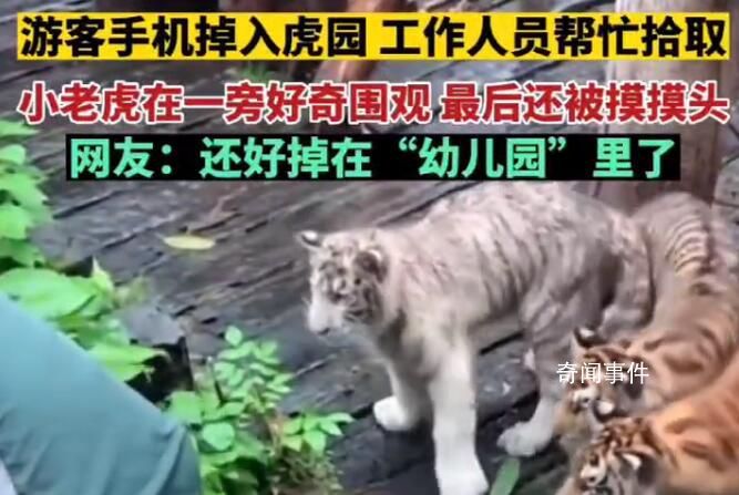 工作人員幫游客撿手機(jī)被幼虎圍觀 還順手摸了下虎頭