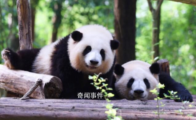 大熊貓和花和葉已被企業(yè)認(rèn)養(yǎng) 并再次命名為思寶和盼奧