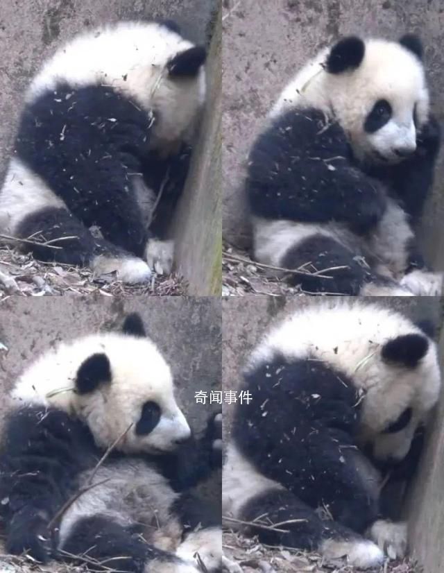 基地回應(yīng)大熊貓福菀被游客潑水 福菀健康且狀態(tài)穩(wěn)定