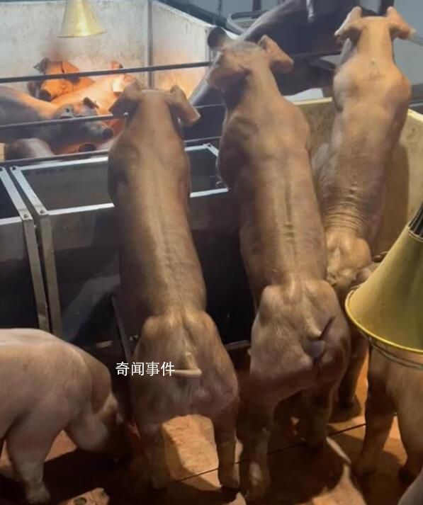 健身豬一只最高能賣(mài)8萬(wàn)元 主要用來(lái)配種