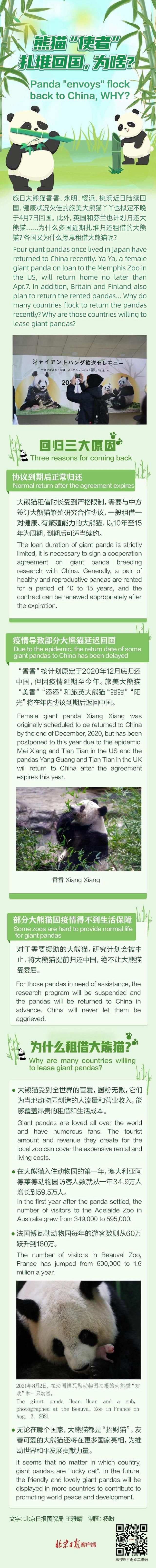 為啥熊貓使者近期扎堆回國 各國為什么愿意租借大熊貓