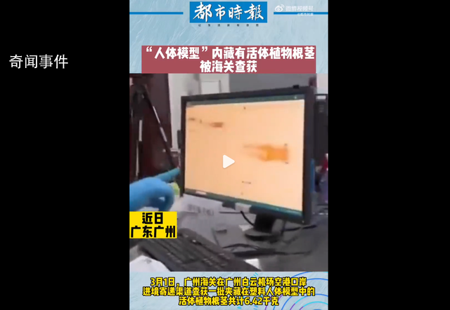 海關查獲活體根莖 工作人員依法對其進行處置