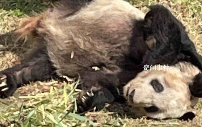 美國將公示丫丫樂樂回國證明 將于3月13日正式發(fā)布公示