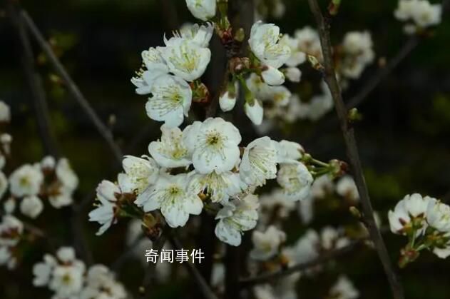 浙江選育出了螺螄粉櫻花 究竟是什么味道