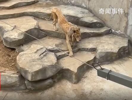 動物園回應獅子瘦成“排骨” 獅子瘦是其年紀過大