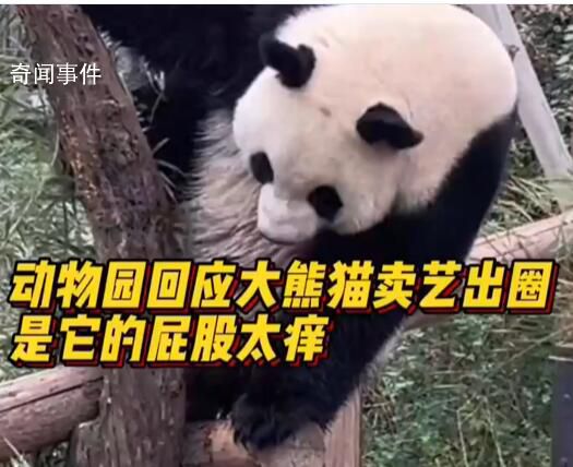 動物園回應大熊貓擦屁股出圈 應該就是正常蹭癢