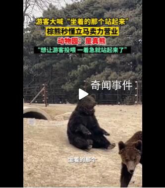 動物園棕熊賣力營業(yè)被疑是人扮的 回應：是真熊想讓游客投喂