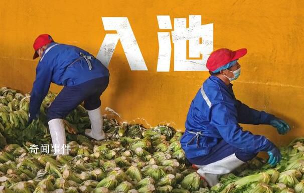 315曝光一周年再探華容酸菜產業 一場13萬酸菜從業者的自救