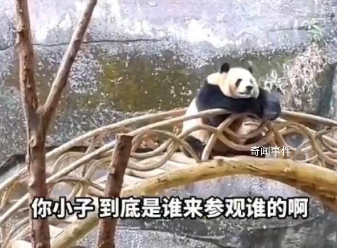 重慶動物園大熊貓反向參觀游客 姿勢愜意慵懶