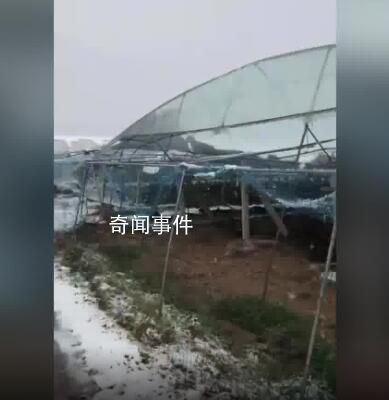河南突降大雪 農戶40畝葡萄棚被壓塌