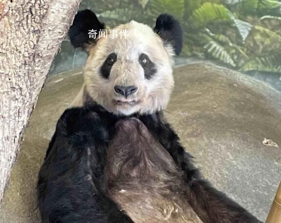 中國專家已抵達(dá)孟菲斯動物園 做好丫丫的飼養(yǎng)護(hù)理和健康評估