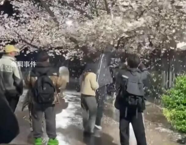 網(wǎng)紅團(tuán)隊(duì)狂搖杭州百年櫻花樹(shù) 導(dǎo)致大量花瓣掉落在地