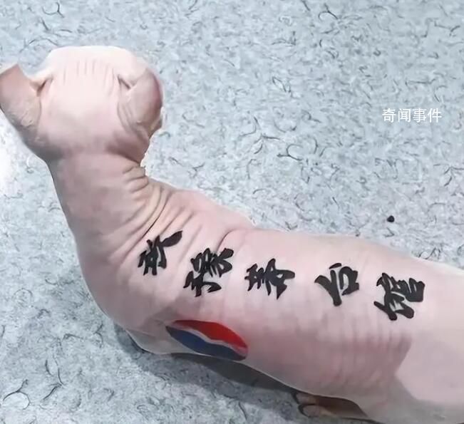 男子給貓紋身被指虐貓?jiān)饩W(wǎng)暴 回應(yīng)：給貓做絕育都不會(huì)被網(wǎng)暴