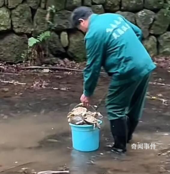 靈隱寺旁小溪中大量放生烏龜死亡 請(qǐng)勿將動(dòng)物隨意放生