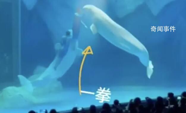 海洋公園回應工作人員拳打白鯨 已接到相關反饋園方正在核實情況