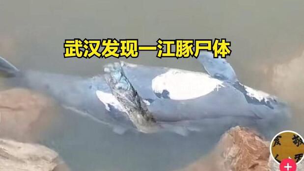武漢發(fā)現(xiàn)一死亡江豚 到底是如何造成的