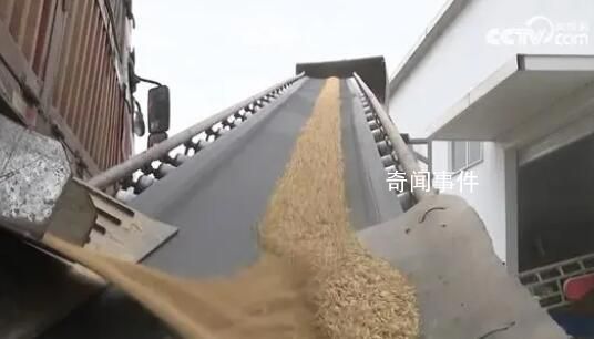 全國累計收購秋糧1.84億噸 同比增加近500萬噸